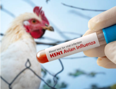 una gallina i la medicina de la grip aviària
